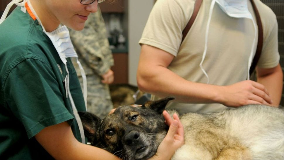 Veterinary Schools In San Antonio Texas Collegelearners Com